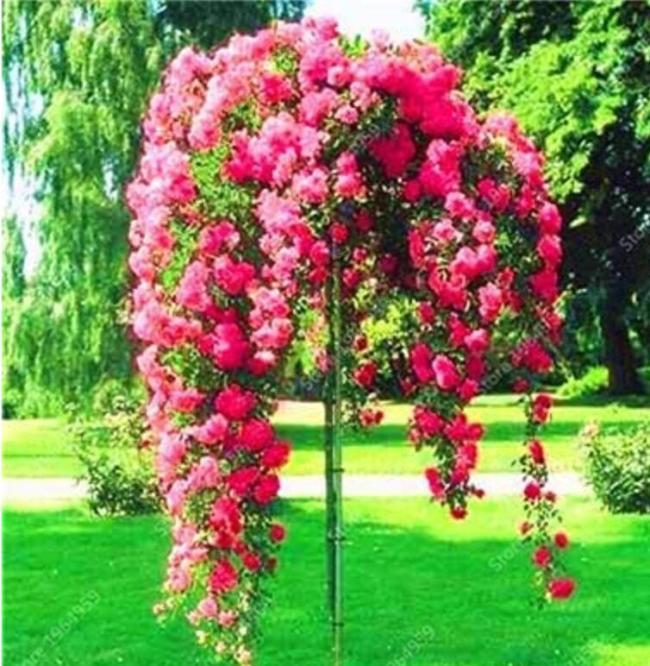 200PCS Climbing Rose Tree Seeds - Rose Red Flowers