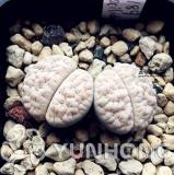 100PCS Ball Conophytum vanzylii Lithop Seeds - Greyish White Succulent