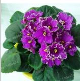 200PCS African Violet Seeds Purple Damask Petala with White Edge