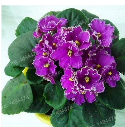 200PCS African Violet Seeds Purple Damask Petala with White Edge