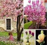 100PCS Magnolia Garden Plants Seeds - Mixed Pink Purple Dark Purple Orange Colors