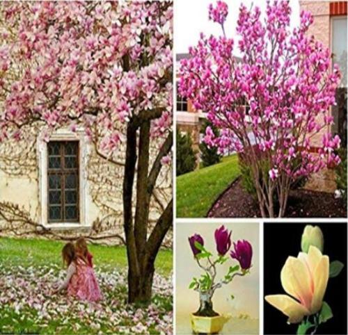 100PCS Magnolia Garden Plants Seeds - Mixed Pink Purple Dark Purple Orange Colors
