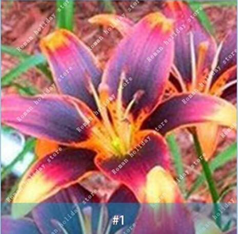 2PCS Amaryllis Bulbs Black Red Golden Trible Color