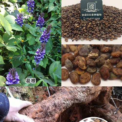 50PCS Pueraria lobata Seeds Kudzu Gegen Plant