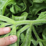 100PCS / 3000PCS Ice Plant Seeds Edible Plant mesembryanthemum crystallinum Vegetables