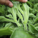 100PCS / 3000PCS Ice Plant Seeds Edible Plant mesembryanthemum crystallinum Vegetables