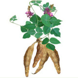 50PCS Pueraria lobata Seeds Kudzu Gegen Plant
