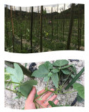 50PCS Pueraria lobata Seeds Kudzu Gegen Plant