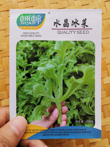 100PCS / 3000PCS Ice Plant Seeds Edible Plant mesembryanthemum crystallinum Vegetables