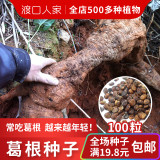 50PCS Pueraria lobata Seeds Kudzu Gegen Plant