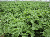 100PCS / 3000PCS Ice Plant Seeds Edible Plant mesembryanthemum crystallinum Vegetables