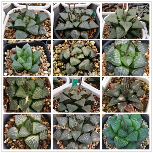 20PCS Haworthia bayeri Hybrid Mixed Seeds