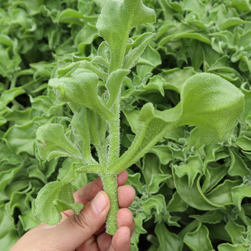 100PCS / 3000PCS Ice Plant Seeds Edible Plant mesembryanthemum crystallinum Vegetables