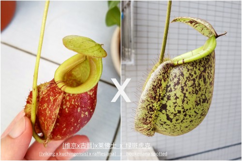 5PCS Sarracenia Viking x Hookeriana x Hookerianna Spotted Hybird Seeds