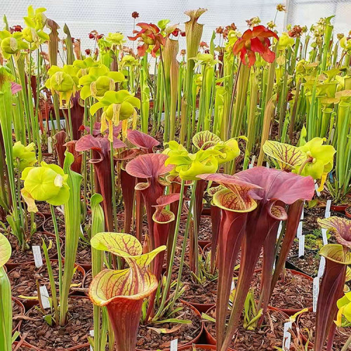 10PCS Mixed Sarracenia purpurea Seeds Picher Plant Garden Interesting Plants