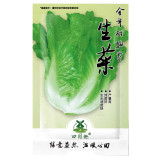 2000PCS Lettuce Seeds  Parris Island Cos  Popular Garden Vegetable