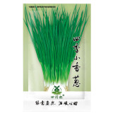 1500pcs Heirloom Onion Chives Seeds | Common Chives Non-GMO Fresh Herb Garden Seeds