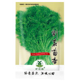 1800pcs FENNEL 'Florence' seeds unusual vegetable garden culinary herb bulb