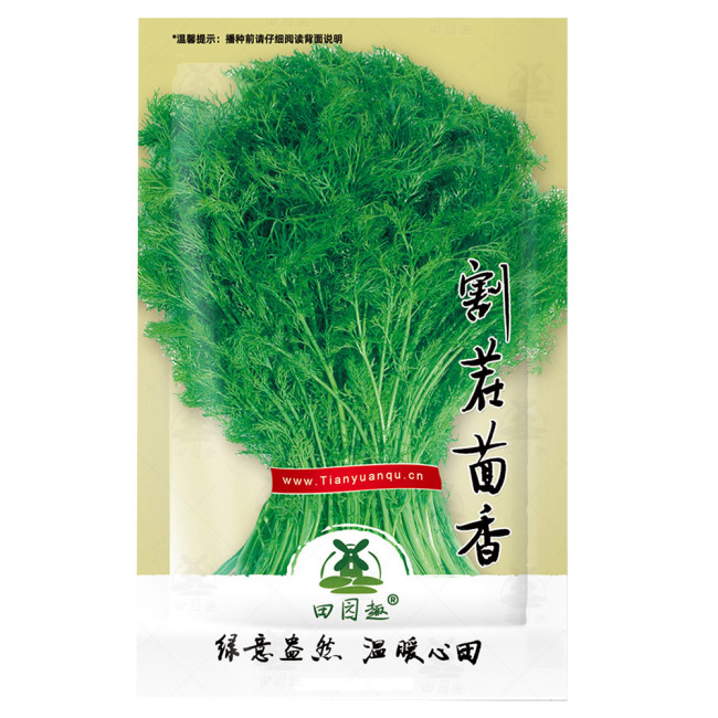 1800pcs FENNEL 'Florence' seeds unusual vegetable garden culinary herb bulb