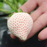 200pcs Strawberry Seeds Pineberry Seeds Sweet Heirloom Rare Seeds