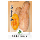 40pcs Long Pumpkin Seeds Winter Crookneck Squash Sweet pumpkin garden seeds