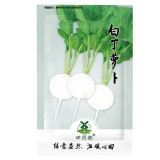 800pcs small fruit Radish Seeds | white Radishes Vegetable Seed