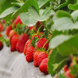 200pcs Strawberry Seeds Pineberry Seeds Sweet Heirloom Rare Seeds
