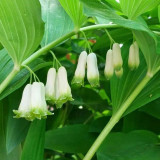 10pcs Fallopia multiflora (Thunb.) Harald Polygonum Multiflorum Seeds