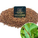 100pcs Pink Knotweed Polygonum Wetland Flower Herb Seeds polygonaceae plant