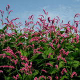 100pcs Pink Knotweed Polygonum Wetland Flower Herb Seeds polygonaceae plant