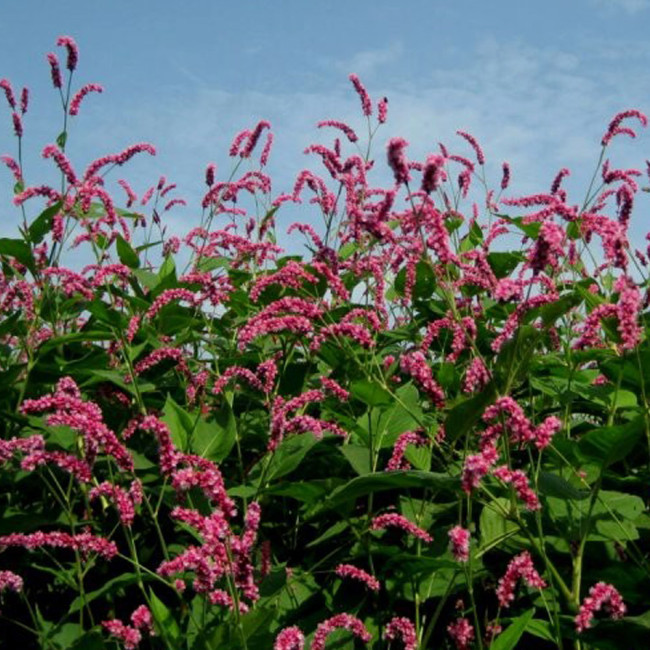 100pcs Pink Knotweed Polygonum Wetland Flower Herb Seeds polygonaceae plant