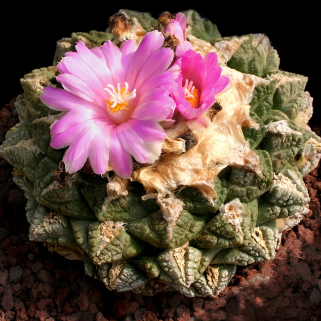 10pcs ariocarpus fissuratus seeds Peonies with tortoise shell seeds of rare cacti