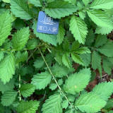 10pcs  Agrimonia pilosa Ledeb ( agrimony seeds )