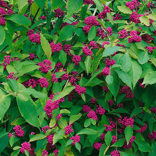 50pcs Callicarpa bodinieri Levl