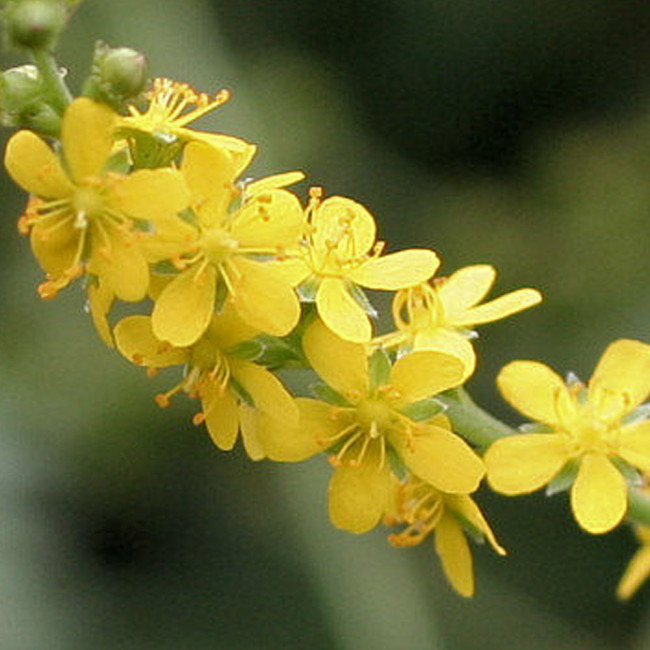 10pcs  Agrimonia pilosa Ledeb ( agrimony seeds )