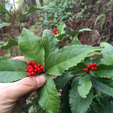 50pcs Sarcandra glabra (Thunb.) Nakai garden plant seeds