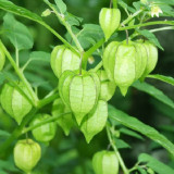 50pcs Physalis alkekengi L garden plant seeds