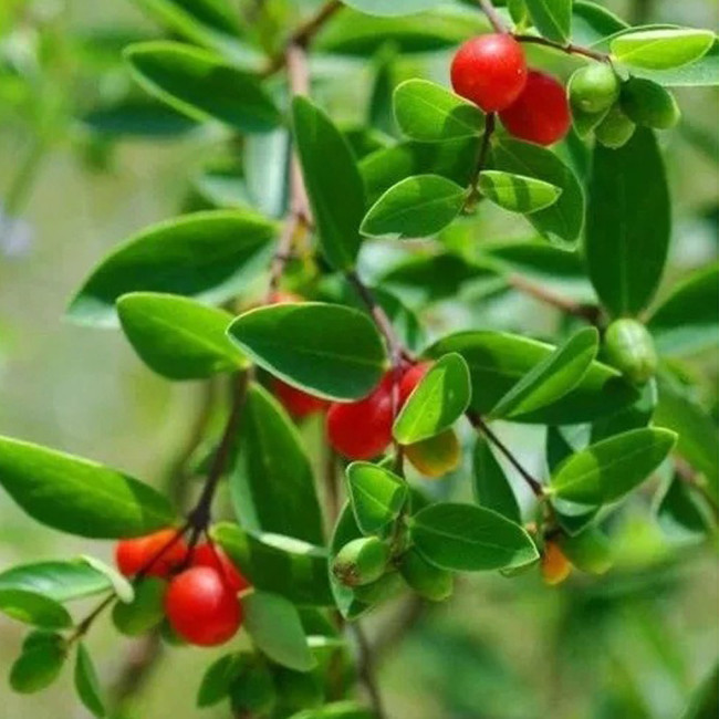 10pcs Wikstroemia indica (L.) C.A. Mey