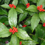 50pcs Sarcandra glabra (Thunb.) Nakai garden plant seeds
