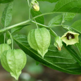 50pcs Physalis alkekengi L garden plant seeds