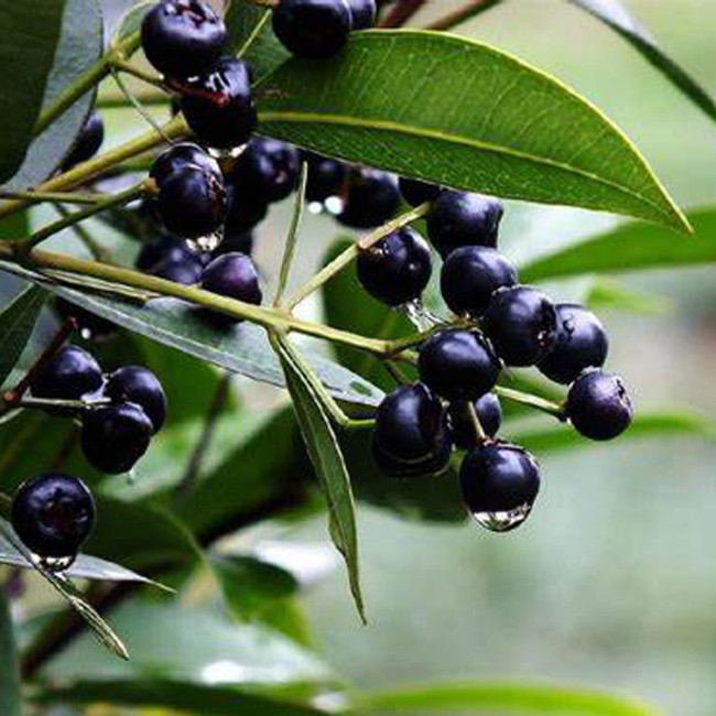 50pcs seeds Glabrous Greenbrier Rhizome
