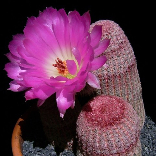 10pcs Echinocereus rigidissimus v rubispinus Seeds