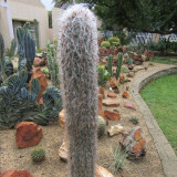 10pcs Oreocereus Fossulatus Fresh Seeds Rare Cactus