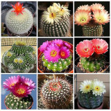 10PCS Notocactus Cactaceae Southland Jade Mixed Seeds