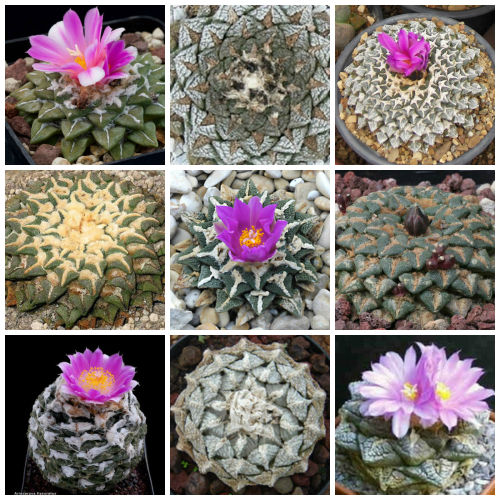 10pcs Prickly Pears Rock Peony mixed seeds (Ariocarpus)