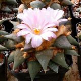 10pcs Ariocarpus retusus 'confusus' Seeds. Deep Magenta Flowers