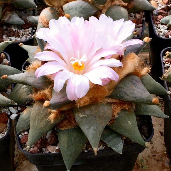 10pcs Ariocarpus retusus 'confusus' Seeds. Deep Magenta Flowers