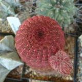 10pcs Echinocereus rigidissimus v rubispinus Seeds