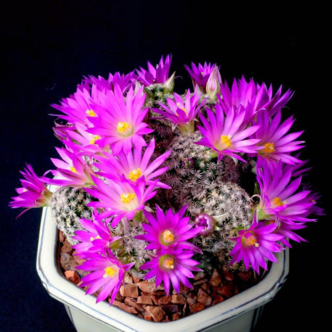 10PCS Mammillaria Hernandezii Seeds Rare Cactus Succulent