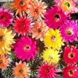 10pcs Trichocereus Hybriden Mix Fresh Seeds rare cactus